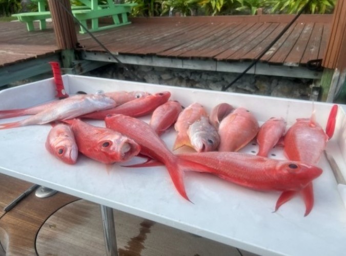 Queen snapper on a filet table