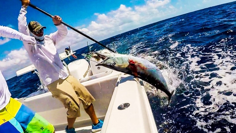 Wahoo fish being caught