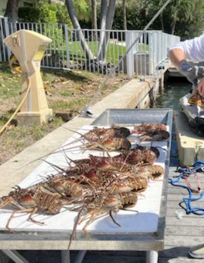 South Florida Lobster Mini Season July 26th & 27th 2023